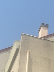 Columba livia domestica