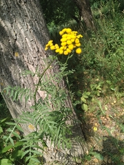 Tanacetum vulgare