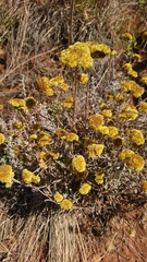 Helichrysum gymnocomum