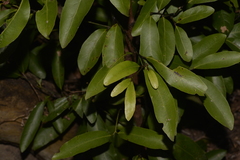 Endiandra virens