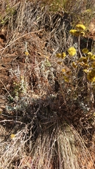 Helichrysum gymnocomum