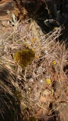 Helichrysum gymnocomum
