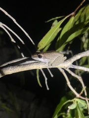 Litoria personata