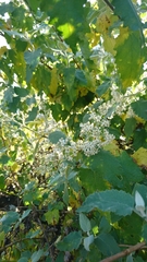 Buddleja dysophylla