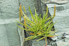 Plantago maritima juncoides