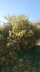 Buddleja dysophylla