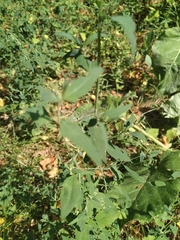 Atriplex patula