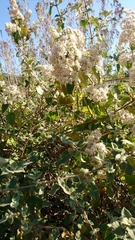 Buddleja dysophylla