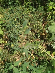 Atriplex patula