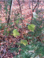 Ribes americanum