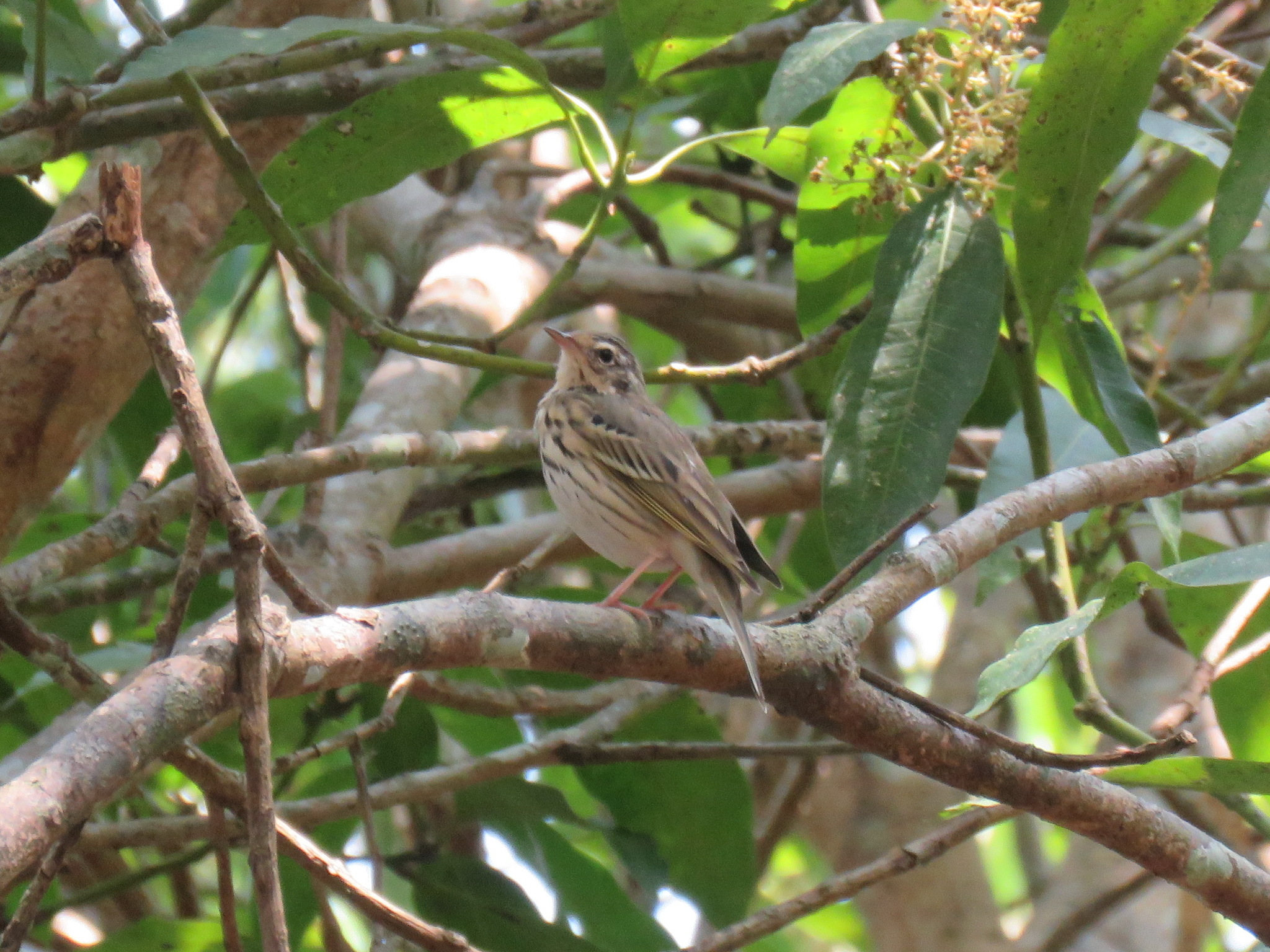 Olive-backed Pipit