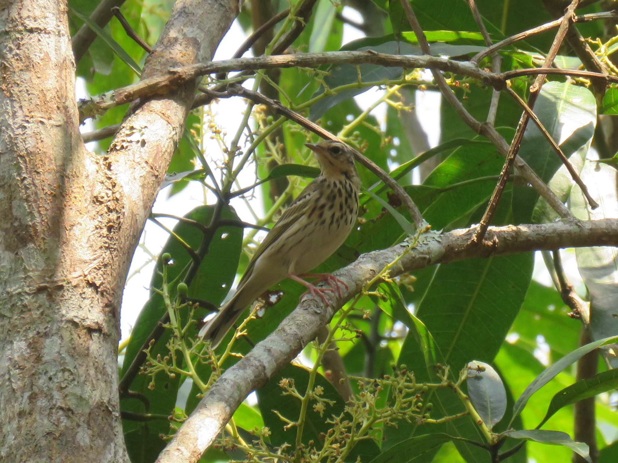 Olive-backed Pipit