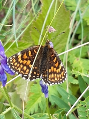 Melitaea diamina