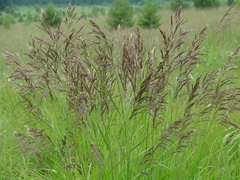 Calamagrostis purpurea