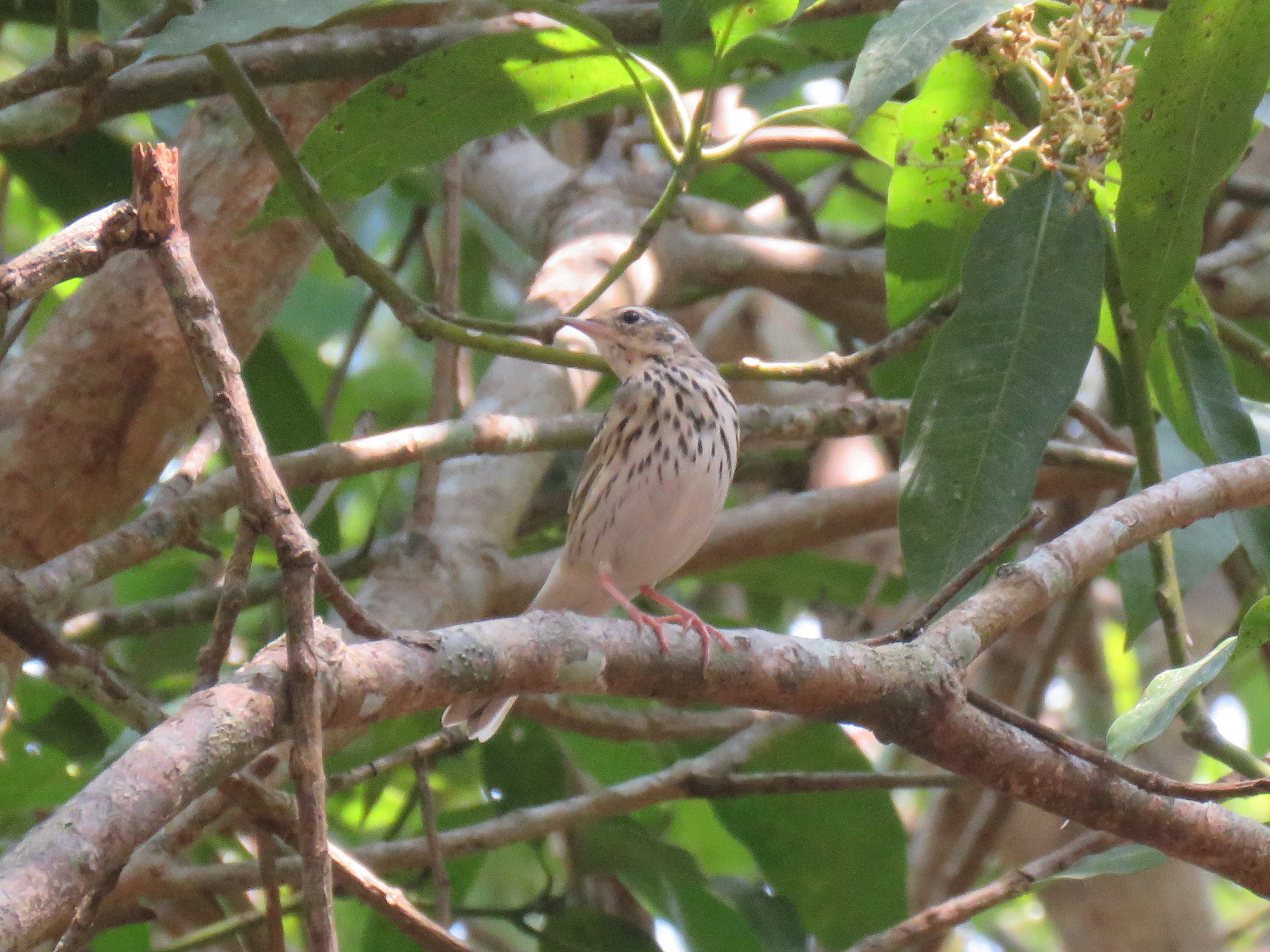 Olive-backed Pipit