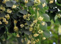 Tilia cordata