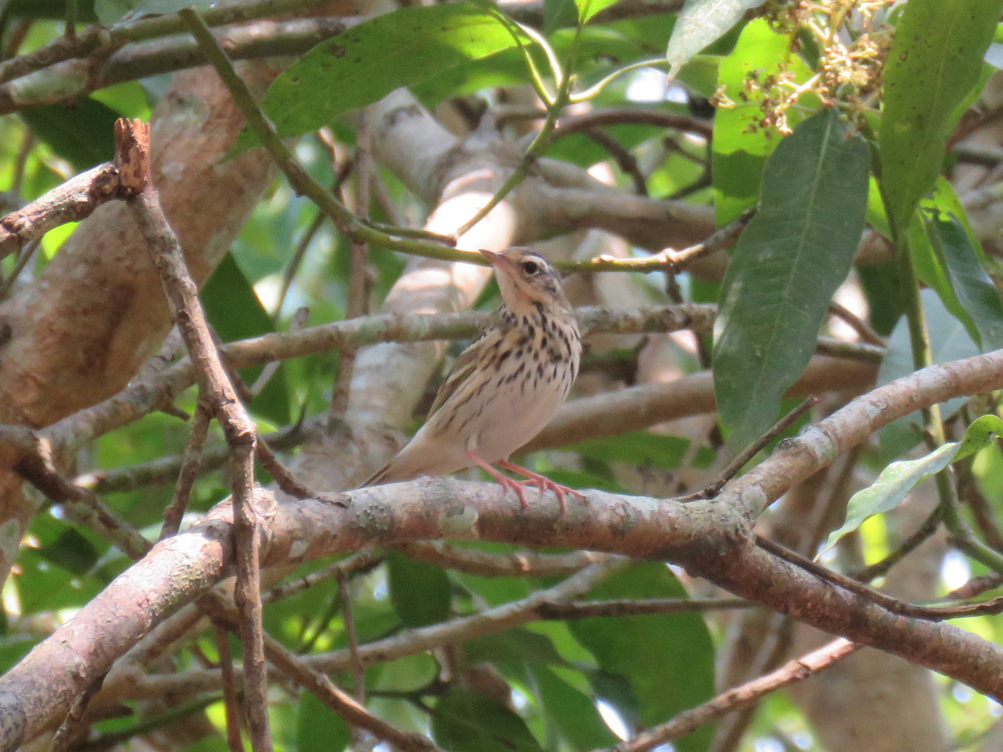 Olive-backed Pipit