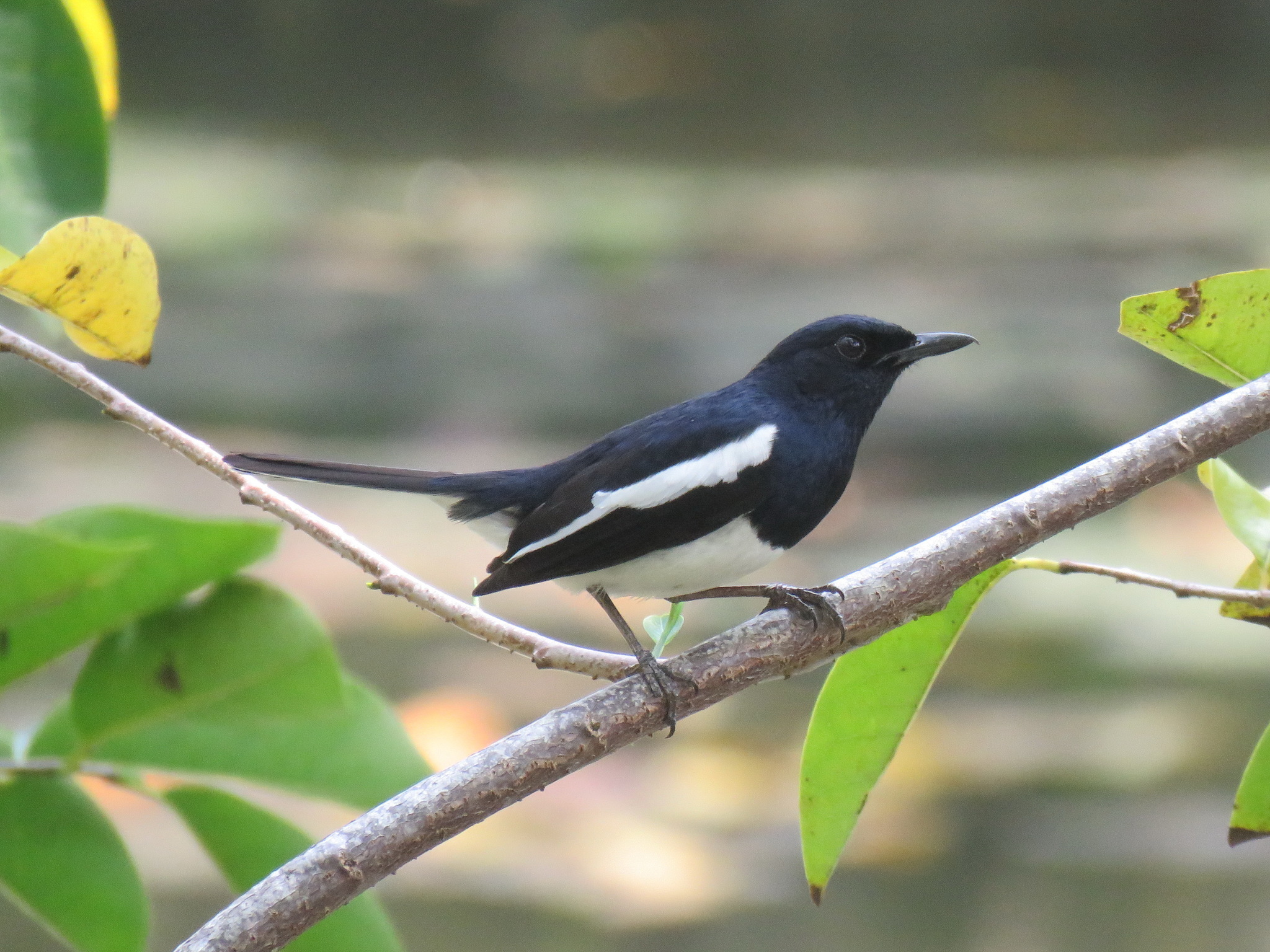 Oriental Magpie-Robin