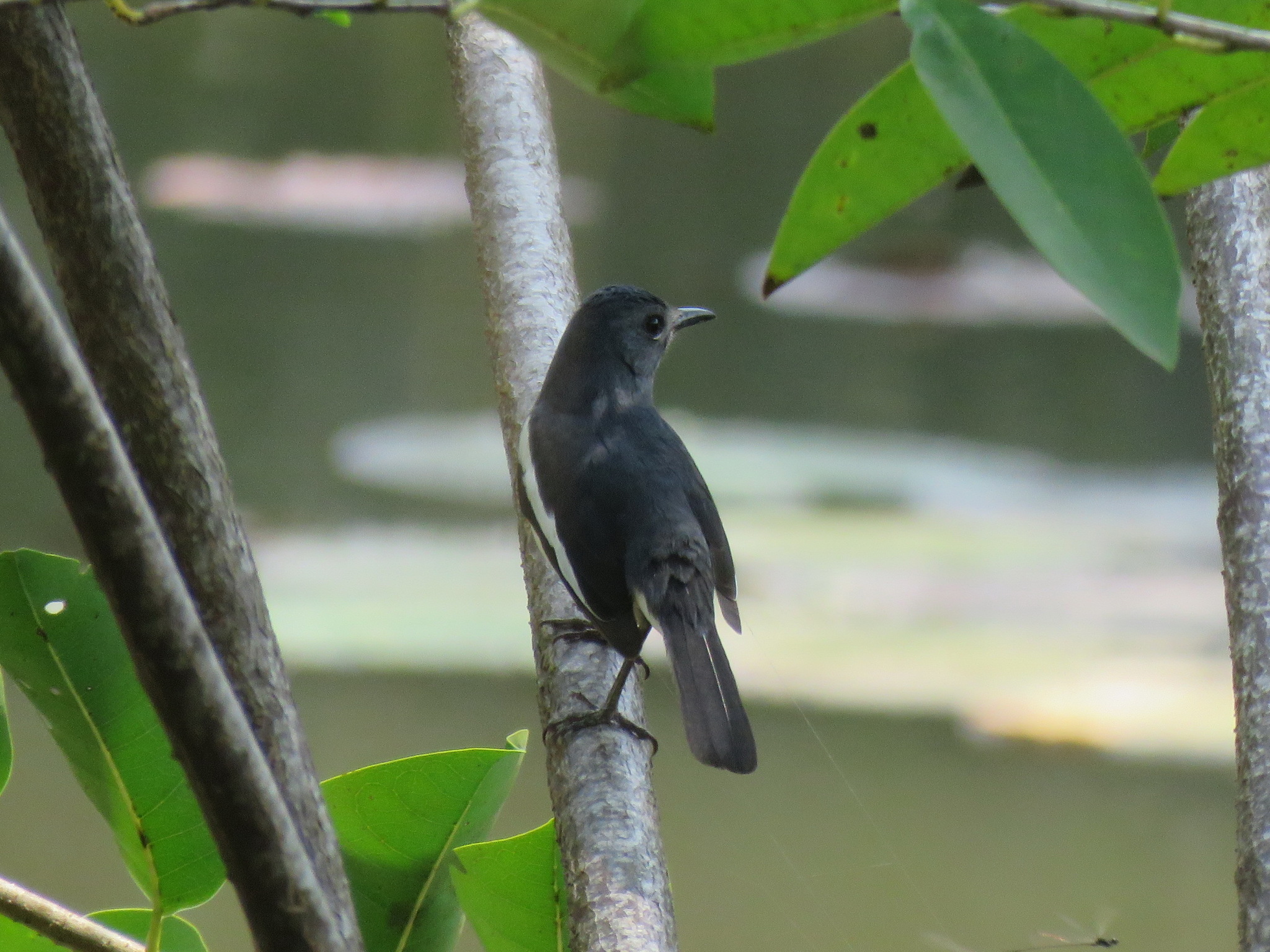 Oriental Magpie-Robin