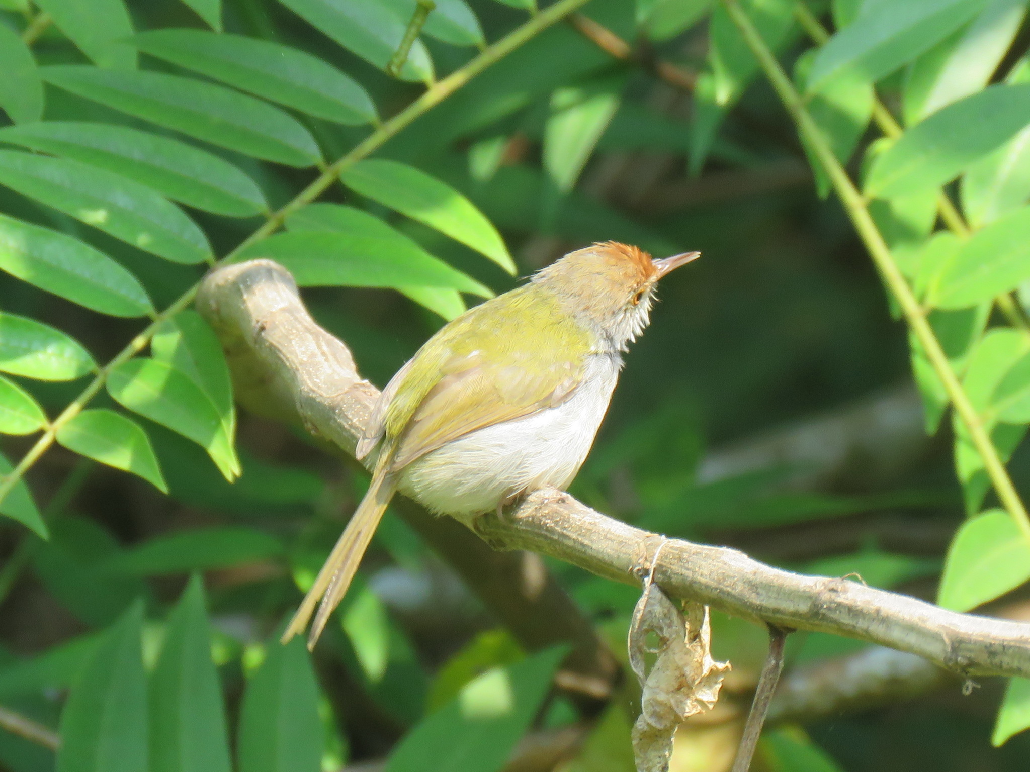 Common Tailorbird