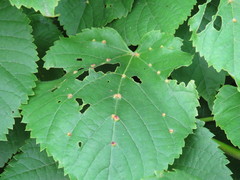 Eriophyes exilis