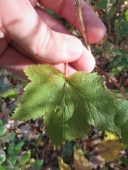 Ribes americanum