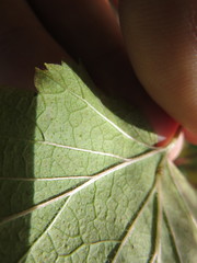 Ribes americanum