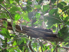 Callosciurus erythraeus