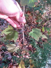 Ribes americanum