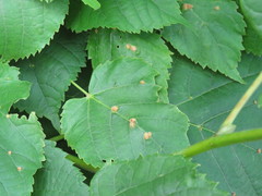 Eriophyes exilis
