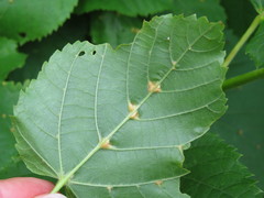 Eriophyes exilis
