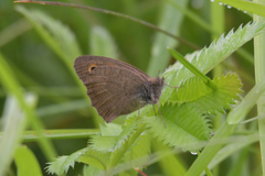 Hyponephele lycaon