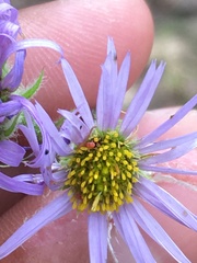 Erigeron yukonensis