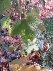 Ribes americanum