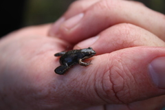 Cacosternum australis