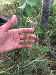 Erigeron yukonensis