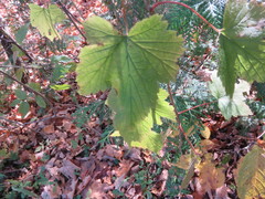 Ribes americanum