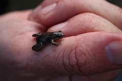 Cacosternum australis