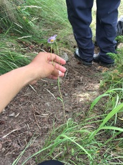 Erigeron yukonensis