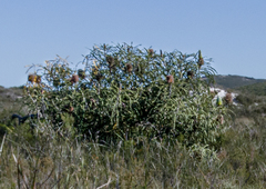 Banksia speciosa