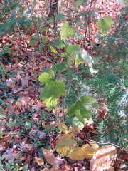 Ribes americanum