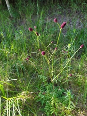 Sanguisorba officinalis