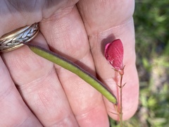 Tephrosia spicata
