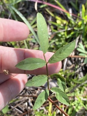 Tephrosia spicata