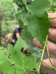 Calopteron reticulatum