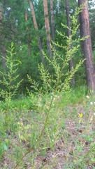 Artemisia scoparia