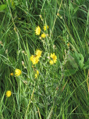 Tragopogon podolicus