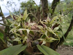 Prosthechea chimborazoensis