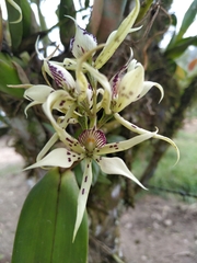 Prosthechea chimborazoensis