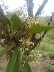Prosthechea chimborazoensis